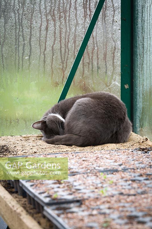 Silvy the cat sleeping in greenhouse
