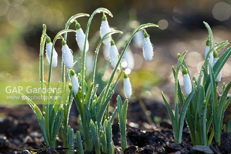 Galanthus 'Atkinsii' after a rain shower - snowdrops