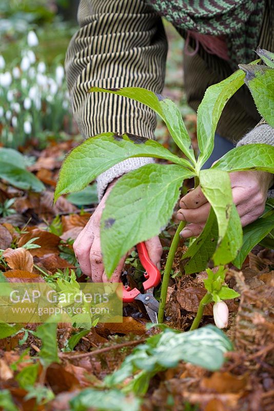 Carol cutting away Hellebore foliage to allow flowers to show