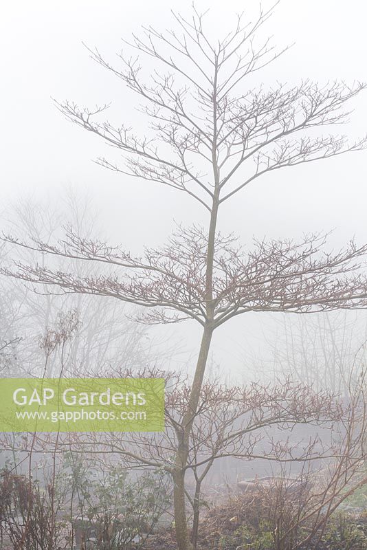 Tiered outline of Cornus controversa 'Variegata' on a foggy morning at Glebe Cottage - Dogwood