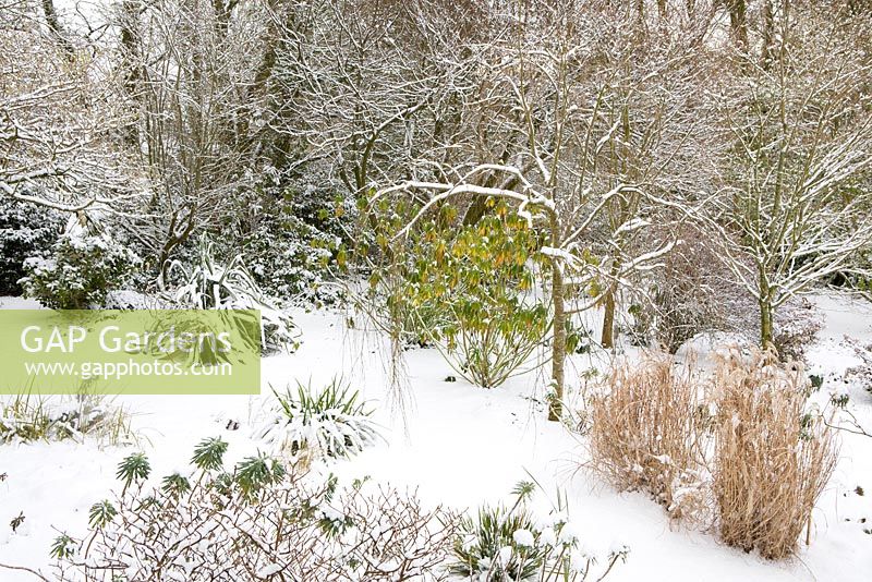 The woodland garden at Glebe Cottage in snow. Upper woodland garden lock off