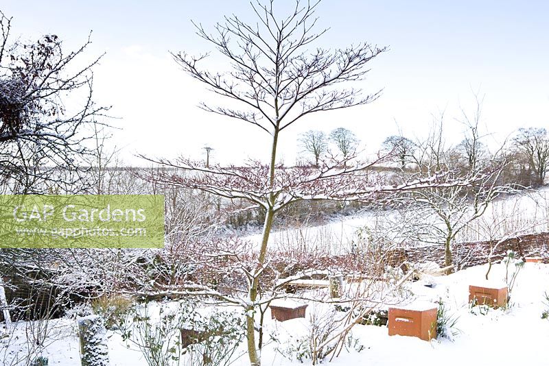 Cornus controversa 'Variegata' on a snowy winter's day at Glebe Cottage