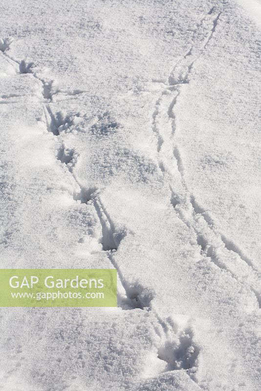 Bird footprints in the snow