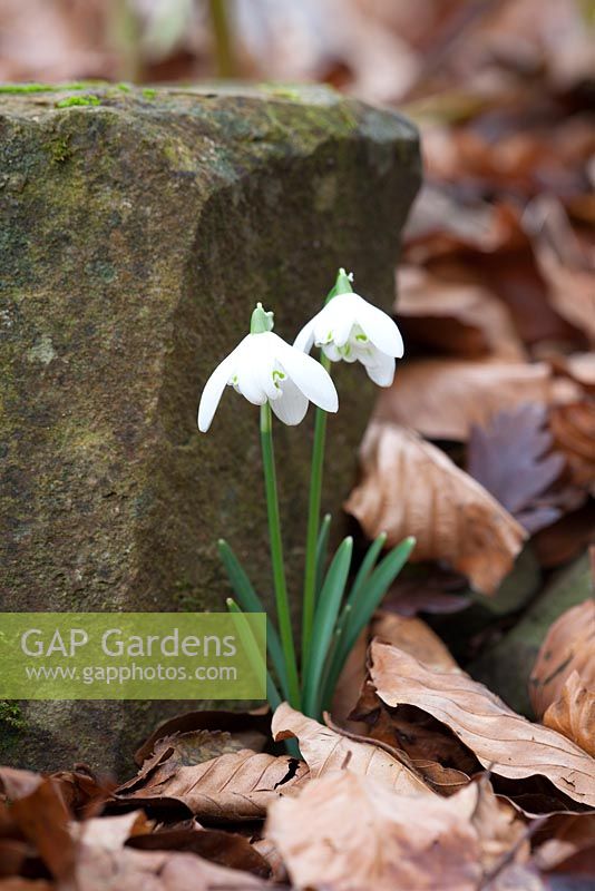 Galanthus nivalis 'Flore Pleno' syn. Galanthus nivalis f. pleniflorus 'Flore Pleno' growing in a crevice by a stone in the woodland garden