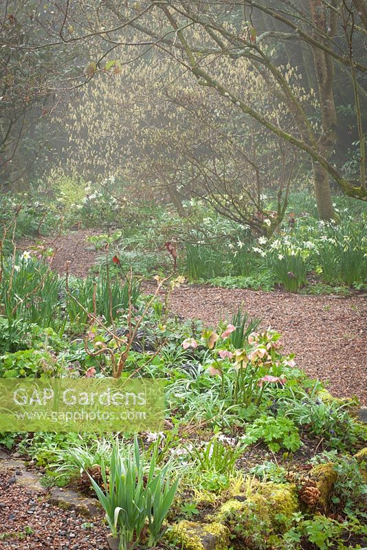 Corylopsis pauciflora, hellebores and Narcissus 'Thalia' in the woodland garden at Glebe Cottage