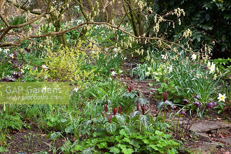 Trillium chloropetalum and Narcissus 'Thalia' growing under Corylopsis pauciflora in the woodland garden at Glebe Cottage