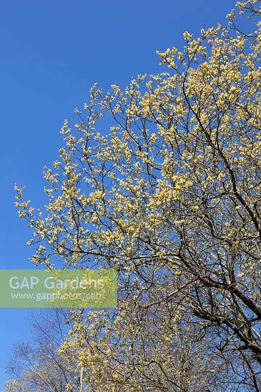 Salix caprea against a blue sky - Great Sallow, Goat willow, Pussy willow