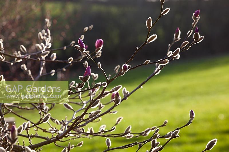 Buds of Magnolia x loebneri 'Leonard Messel'