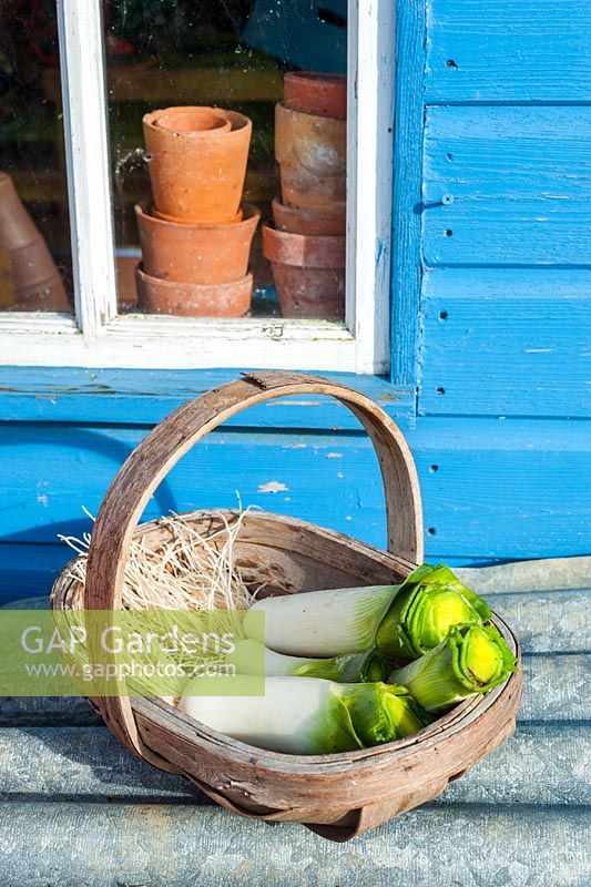 Freshly dug leeks in wooden trug, washed and trimmed ready for the kitchen