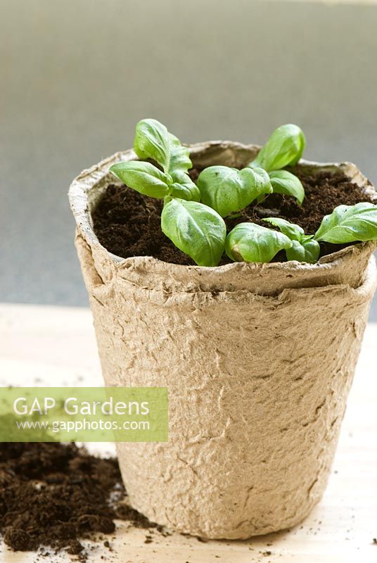 Basil seedlings in biodegradable pot