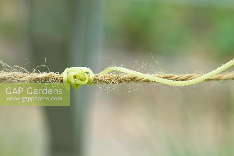 Cucumis sativus - Cucumber tendril coiled round string in greenhouse, July