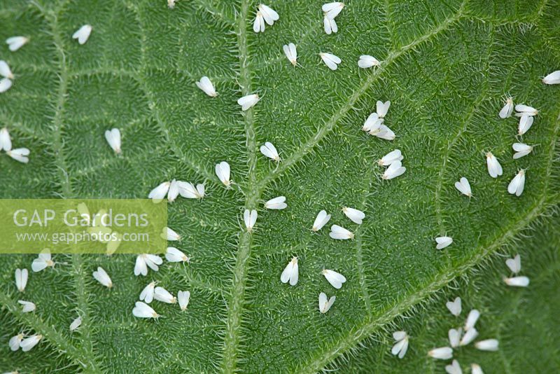 Trialeurodes vaporariorum - Glasshouse whitefly on underside of cucumber leaf, July