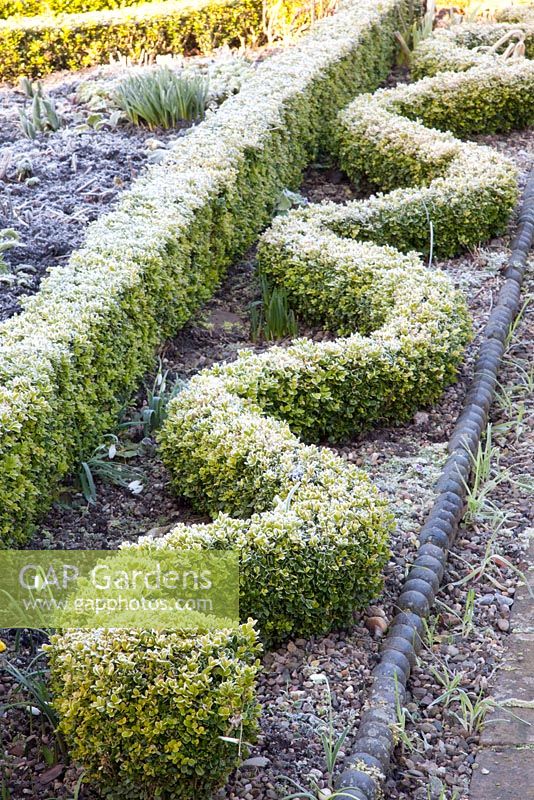 Clipped Buxus hedges
