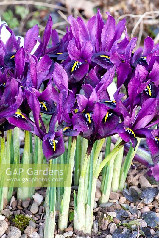 Iris reticulata 'George' - Dial Park
