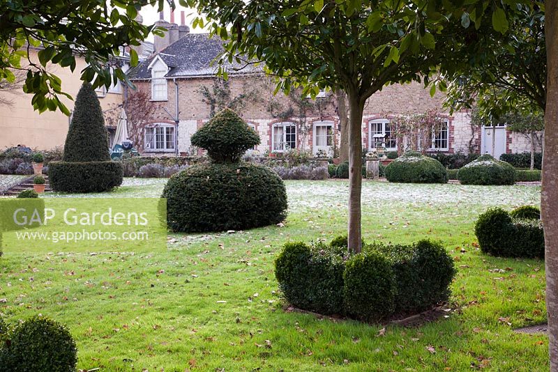 Decorative shaped Buxus at base of tree trunks - The Old Rectory, SUrrey