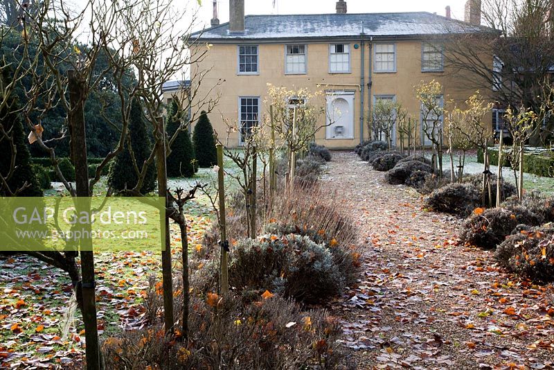 Pathway through symmetrical borders of Lavandula and Rosa in winter with Georgian Manor House and formal topiary in background - The Old Rectory, Surrey