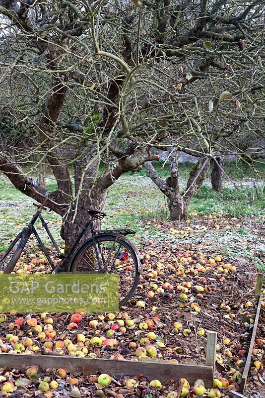 Old bicycle and ladder propped up against fruit tree in orchard - The Old Rectory, Surrey