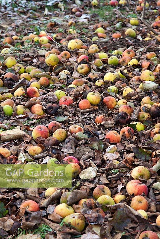 Rotting apples on the ground in winter - The Old Rectory, Surrey