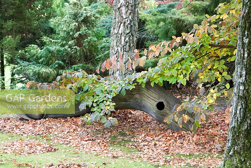 Sculpted wooden tree trunk amongst autumn foliage - Marle Place, Kent