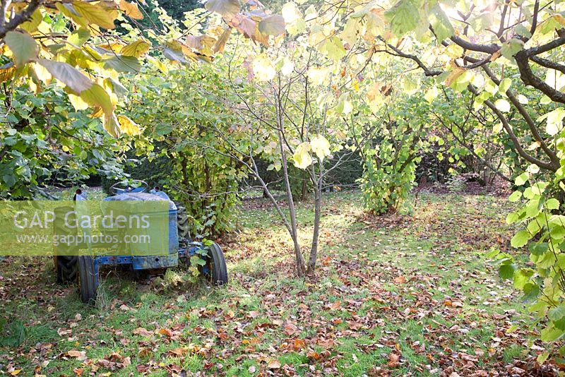 Decorative antique tractor as feature amongst autumn foliage - Marle Place, Kent