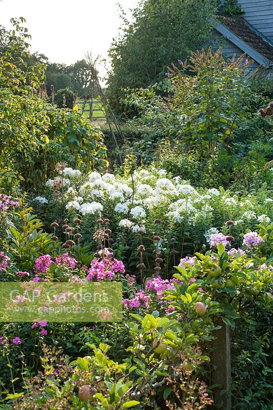 Cottage garden in late summer with Phlox paniculata and seedheads of Phlomis russeliana - Wyken Hall, Suffolk