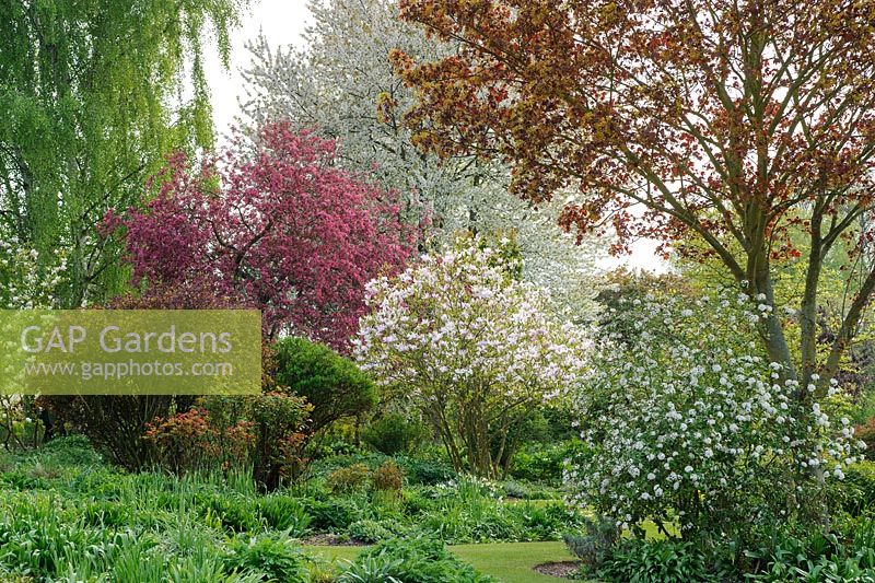 Shrub border in spring with Viburnum, Magnolia 'Pinkie', Berberis, crab apple and flowering cherry - Glen Chantry, Essex