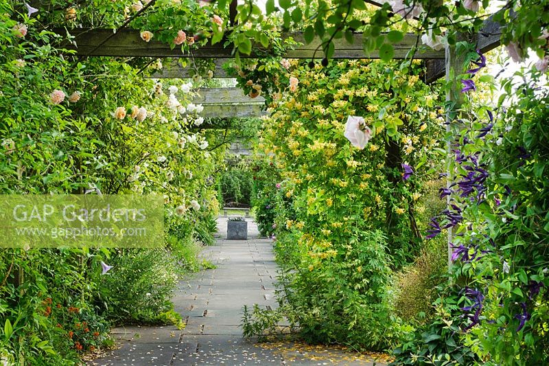 View along pergola with roses, Clematis and Lonicera