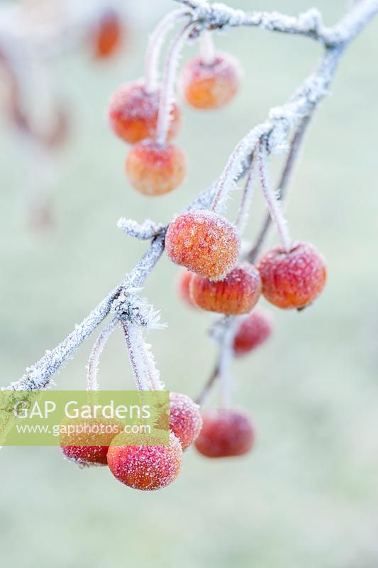 Malus 'Evereste' - Frosted crab apples in December - The Mill House, Little Sampford, Essex