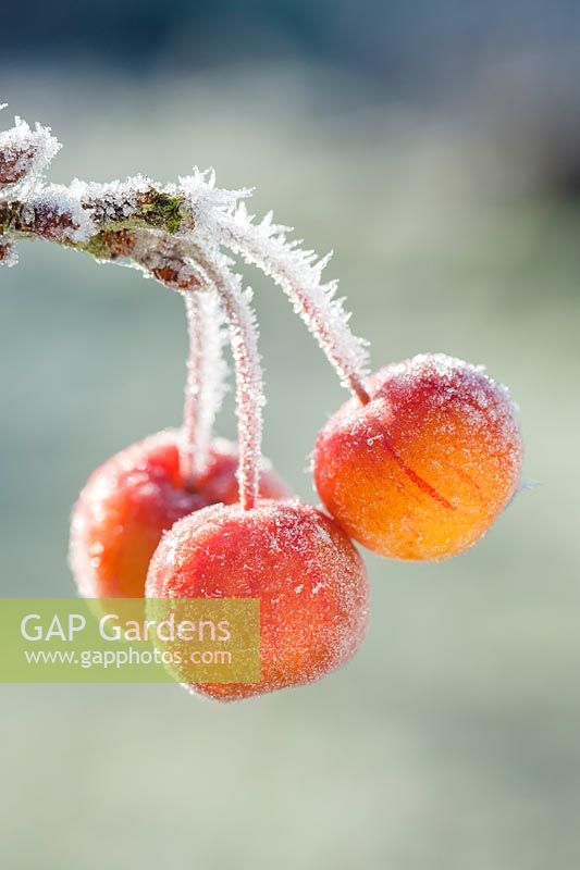 Malus 'Evereste' - Frosted crab apples in December - The Mill House, Little Sampford, Essex