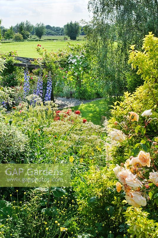 View across herbaceous border to lawn and water meadow beyond garden boundary. Rosa 'Buff Beauty' - Sally and Don Edwards, 15 Abbots Way, Horningsea, Cambridgeshire.