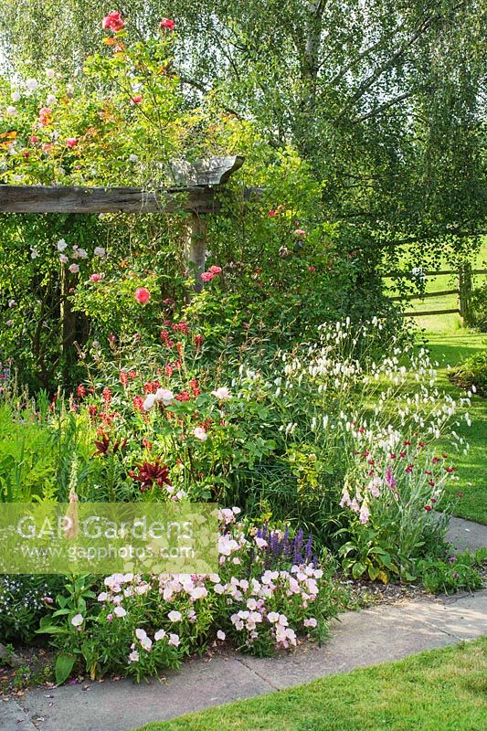 Herbaceous border with Oenothera speciosa, Lychnis coronaria, Salvia, Sanguisorba and Rosa 'Pink perpetue'. Wooden pergola with Rosa 'Zephirine Drouhin' and Clematis - Sally and Don Edwards, 15 Abbots Way, Horningsea, Cambridgeshire.