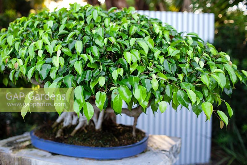 Ficus benjamina - Weeping Fig bonsai in training since 1986 - Heathcote Botanical Gardens in Ft. Pierce, Florida