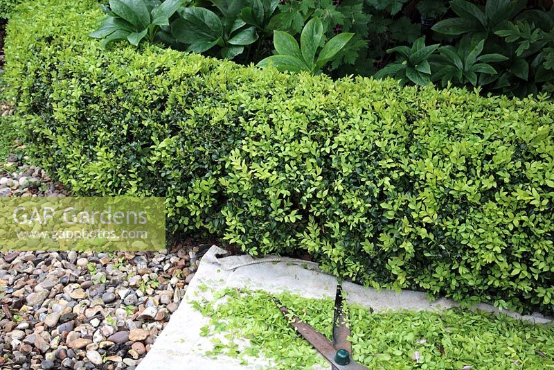 Pruning new growth on low Buxus hedge with garden shears and cloth to collect cuttings