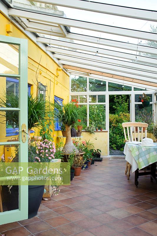 Interior of lean to conservatory with yellow wall and blue windows and tiled floor. Beaucarnea recurvata in large containers