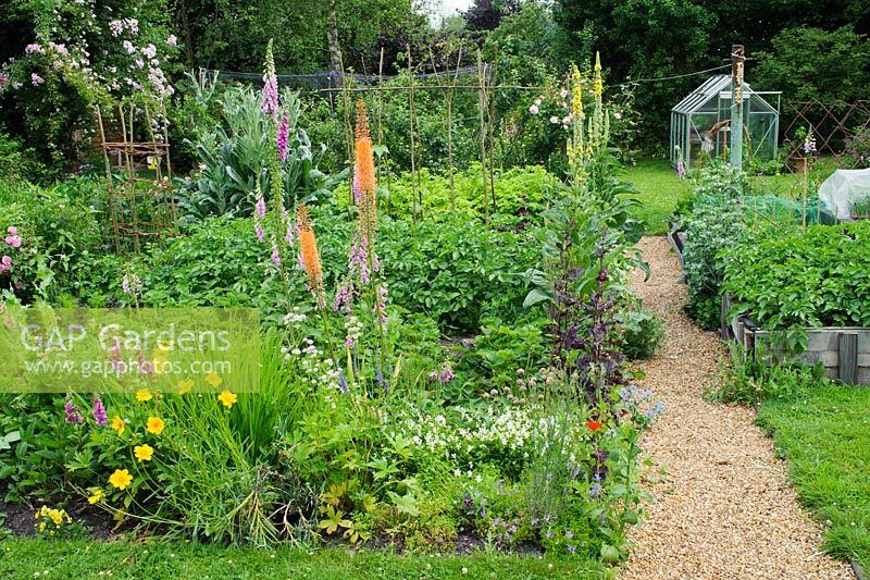 Gravel path through mixed ornamental and vegetable garden. Viola cornuta, Eremurus x isabellinus 'Cleopatra', Verbascums and foxgloves leading to potatoes and artichokes. Fruit and small greenhouse in background