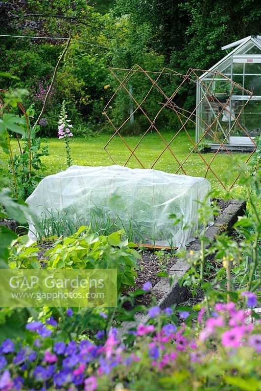 Brassica plants in raised vegetable bed protected from pests with fine plastic netting
