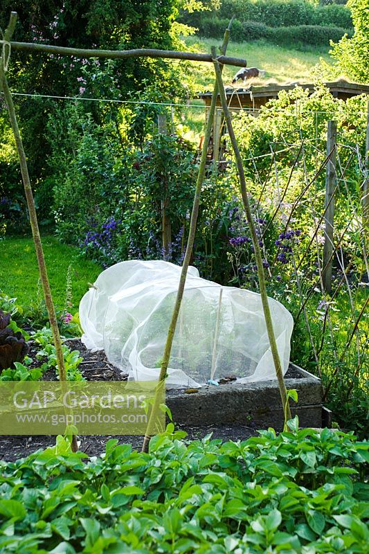Vegetable garden with carrots under protection netting against carrot fly