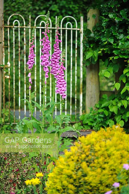 Digitalis purpurea - Foxgloves growing in front of old wrought iron gate