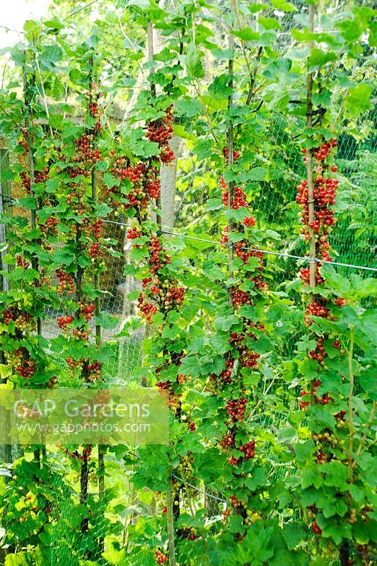 Ribes 'Red Lake' - Redcurrants trained as vertical cordons. Ripening fruits protected with bird netting
