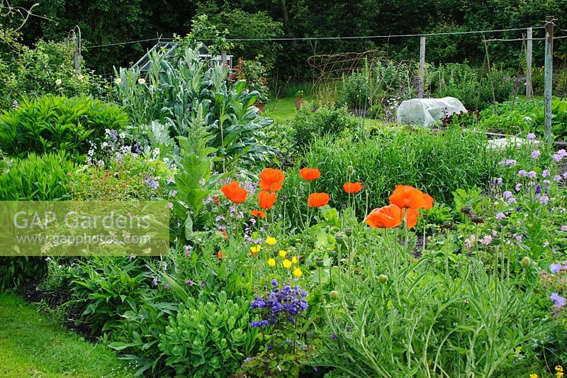 Border with Papaver orientale, oriental poppy and self seeded Aquilegias, Verbascums and Hesperis matronalis. Ornamental kitchen garden in background with artichoke, soft fruit and vegetables