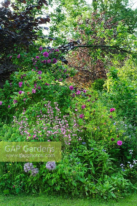 Mixed boder in wild garden with roses and campions
