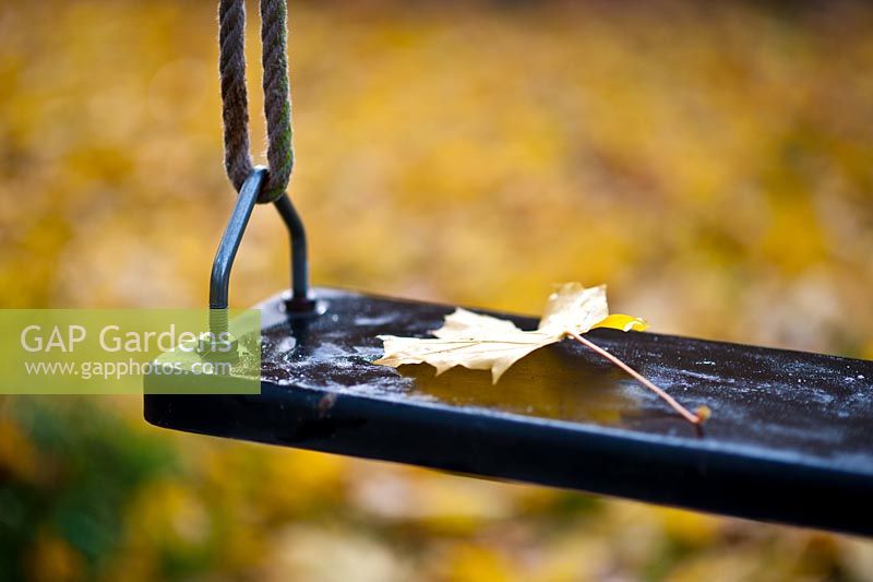 Garden swing with a yellowed Norwegian maple leaves