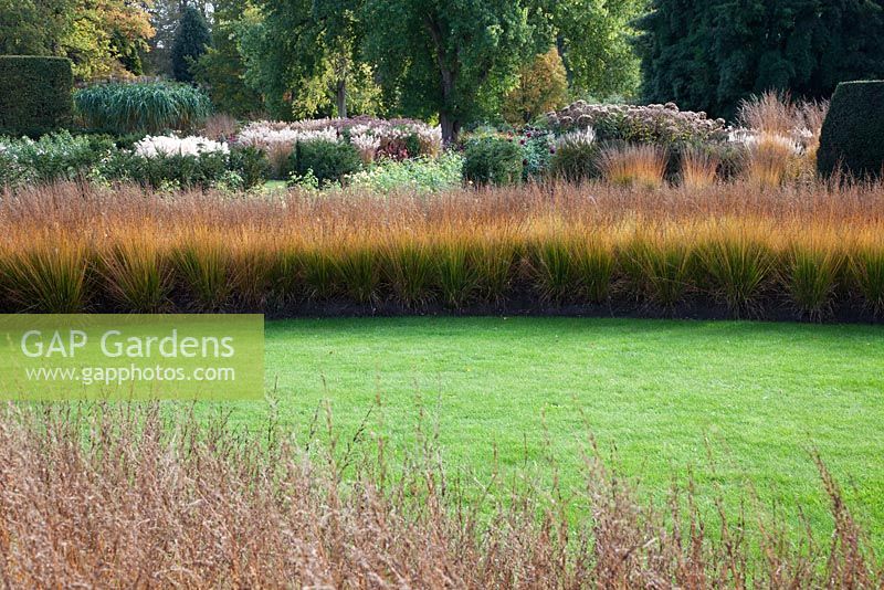 The Savill Garden at Autumn. Swathes of Molinia 'Heidebraut' lead in to the rose garden. Behind, the Herbaceous borders with Roses, Miscanthus and Eupatorium maculatum 'Atropurpureum'. 