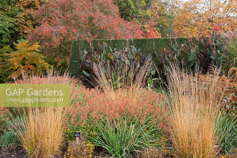 The Savill Garden in Autumn. Late season planting in the herbaceous borders. Cuphea cyanea, Molinia caerulea 'Heidebraut', Canna indica and Amaranthus cruentus 'Golden Giant'.