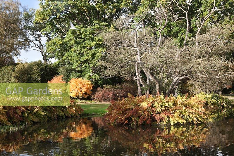 The Savill Garden at Autumn. The native royal fern, Osmunda regalis skirts the island in lower pond. 