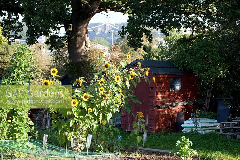 Allotment shed and sunflowers with view of Clifton Suspension Bridge behind
