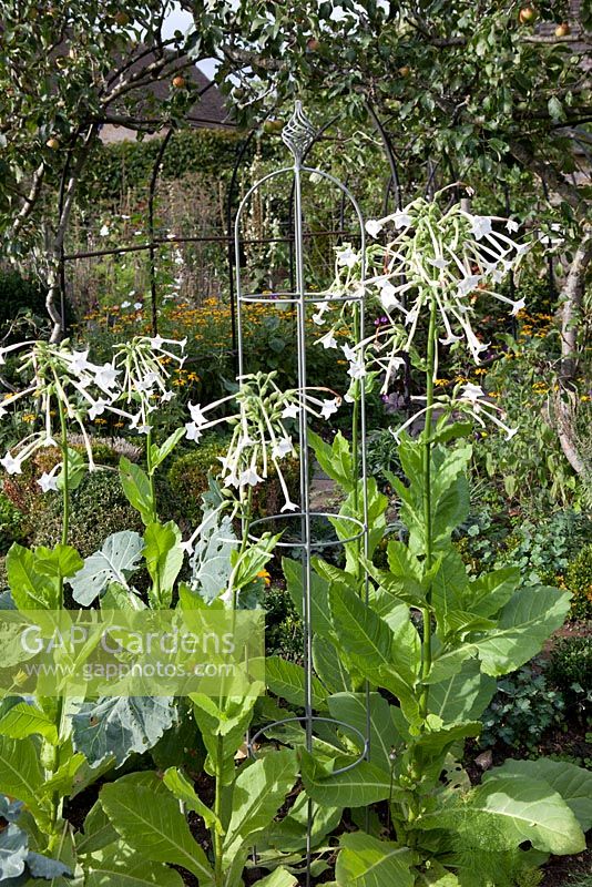 Agriframes plant supports in garden with  Nicotiana sylvestris - Tobacco Plant