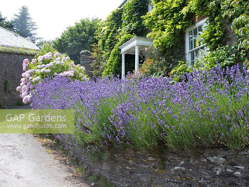 Lavender covered wall in Slapton, South Devon