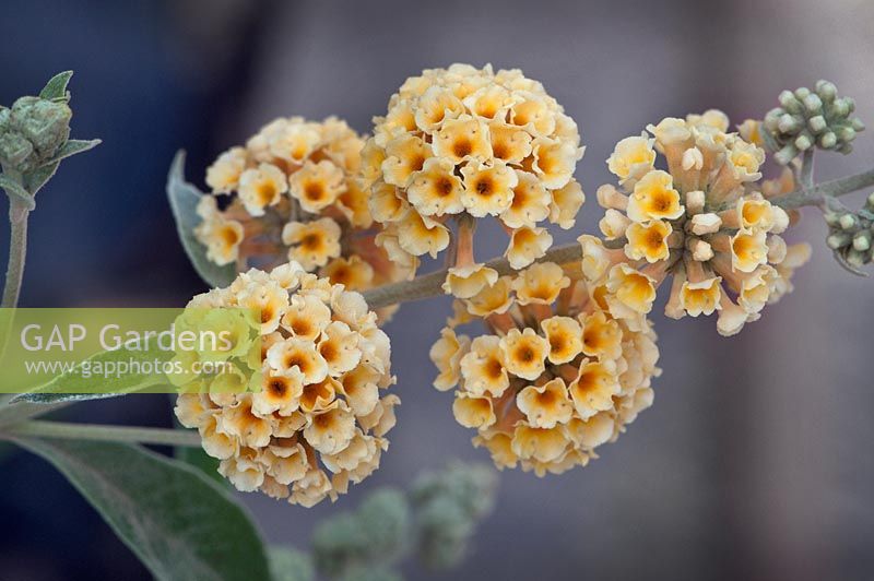Buddleia x weyeriana 'Honeycomb' - Yellow Butterfly Bush