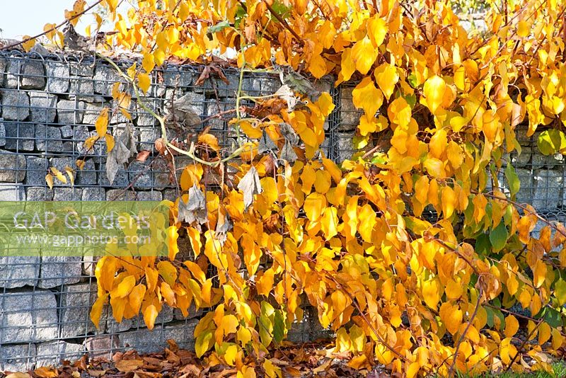 Autumn coloured shrub backed by gabions
